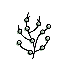 Ascophyllum